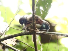 Cyanoderma erythropterum