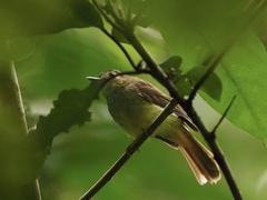 Tricholestes criniger