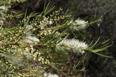 Melaleuca dissitiflora
