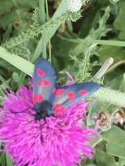 Zygaena lonicerae