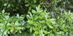 Litsea rotundifolia