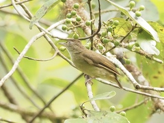 Iole viridescens cinnamomeoventris
