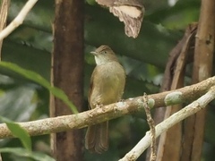 Iole viridescens cinnamomeoventris