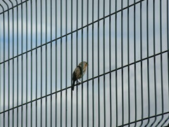Erithacus rubecula rubecula