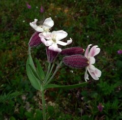 Silene repens