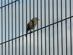 Erithacus rubecula rubecula