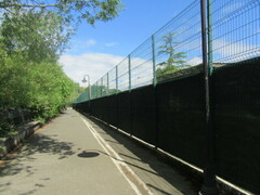 Erithacus rubecula rubecula