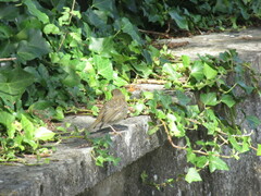 Erithacus rubecula rubecula