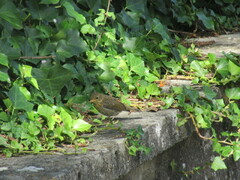 Erithacus rubecula rubecula