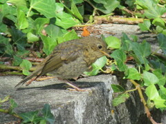 Erithacus rubecula rubecula