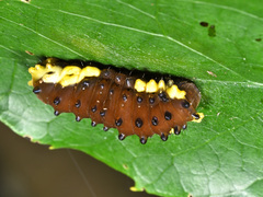 Gynautocera rubriscutellata