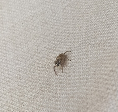 Menemerus semilimbatus