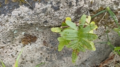 Polypodium macaronesicum azoricum