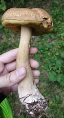 Boletus betulicola