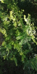 Phyllanthus emblica
