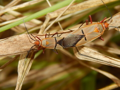 Dysdercus intermedius
