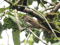 Iole viridescens cinnamomeoventris