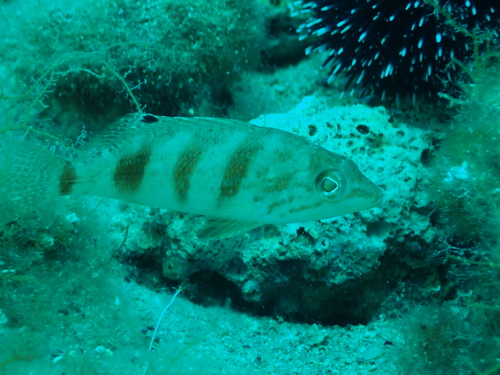 Vučić (Serranus hepatus)