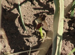 Pogonomyrmex rugosus