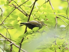 Kurochkinegramma hypogrammicum