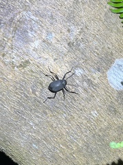 Plesiophthalmus formosanus