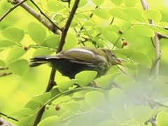 Kurochkinegramma hypogrammicum