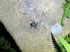 Plesiophthalmus formosanus