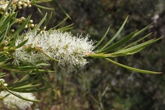 Melaleuca dissitiflora