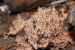 Artomyces austropiperatus