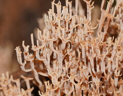 Artomyces austropiperatus
