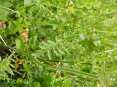 Coincya monensis cheiranthos