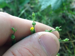 Linum virginianum