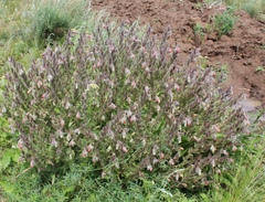Onosma polychroma