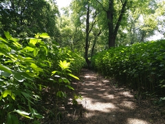 Ambrosia trifida trifida