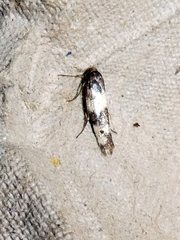 Enolmis acanthella