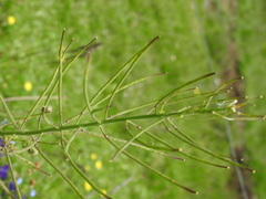 Coincya monensis cheiranthos
