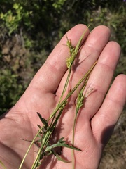 Media resource of Carex conoidea