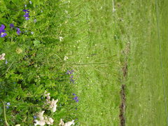 Coincya monensis cheiranthos