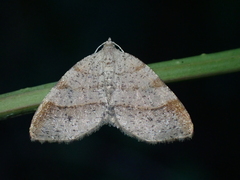 Mellilla xanthometata