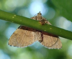 Mellilla xanthometata