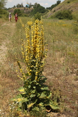 Verbascum denudatum
