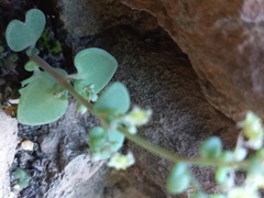 Crassula nemorosa