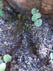 Crassula nemorosa