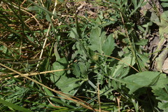 Scabiosa velenovskiana