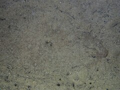 Pseudorhombus jenynsii