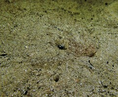 Pseudorhombus jenynsii