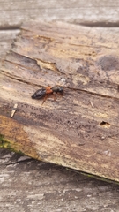 Platydracus stercorarius