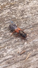 Platydracus stercorarius