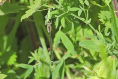 Coenagrion pulchellum
