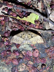 Ischyja manlia